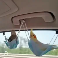عروس،