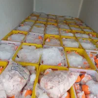 پخش مرغ کامل