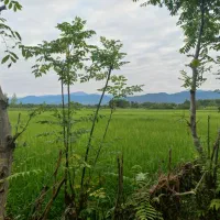 برنج گیلان|خوردنی و آشامیدنی|نجفآباد, هفده شهریور|دیوار