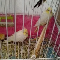 عروس هلندی