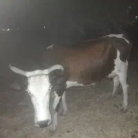 گاو چاق و گوساله یک سال چاق و سرحال