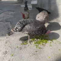 بوقلمون ماده