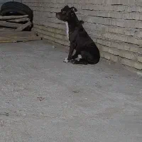 پیت بول