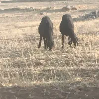 بره نره