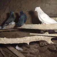 ده عدد کبوتر حسابی و سالم و سرحال