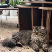 واگذاری پرشین یکساله
