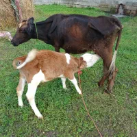 گاو و ورزا کوله