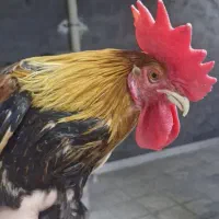خروس مرغ گیر عربی خوش آواز و مرغ عربی