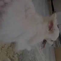 پامرخرسی|سگ|ساوه, |دیوار