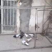 قفس آهنی بزرگ