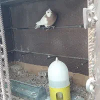 گنجه آهنی محکم.|لوازم جانبی حیوانات|شیراز, حجت آباد|دیوار