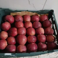 سیب درجه یک
