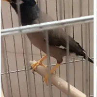 مرغ مینا دستی و سخنگو