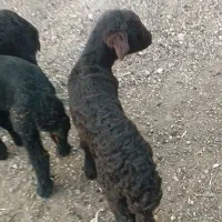 طلای سرخ|حیوانات مزرعه|میانه, |دیوار