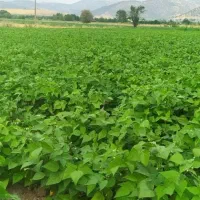 لوبیا