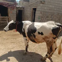 گاو|حیوانات مزرعه|هشترود, |دیوار