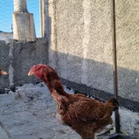 مرغ لاری اصیل