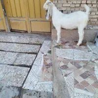 بز افقانی سالم