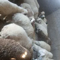 فروش بره نر|حیوانات مزرعه|بردسیر, |دیوار