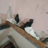 کبوتر کله آیی سیاه سوسنگرد