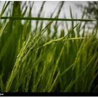 مزرعه-چهار-هزار-متر-راه-6متری-تسطیح-شده
