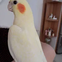 چند عدد عروس هلندی رام رام دستی