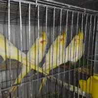 عروس هلندی لوتینو زعفرانی|پرنده|رشت, فرزانه|دیوار