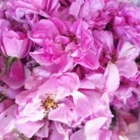 فروش گل محمدی