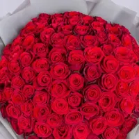 گل رز هلندی|گل و گیاه طبیعی|ماهدشت, |دیوار