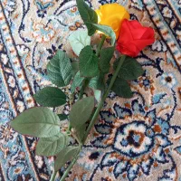 گل  ربانی