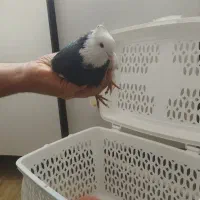 کبوتر رایگان