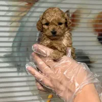 مرکز توله سگ توی پودل های اصیل و درجه یک رد و‌ ..|سگ|تهران, چیتگر شمالی|دیوار