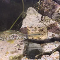 ماهی تترا|ماهی|صحنه, |دیوار