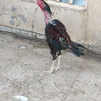 مرغ لاری اصل بخون|حیوانات مزرعه|زابل, |دیوار