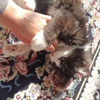 سه تا گربه ی پنج ماهه