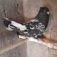 جفت کله سیاه حمیدیه|پرنده|اهواز, ۳۰ متری|دیوار