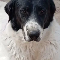 گمشده محدوده فرخان کهنه *مژدگانی ۳۰ میلیونی*