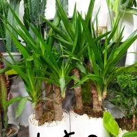 حراج گلهای خاص