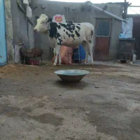 گاو  .گوساله  پروری بهترین خوراک گوشتی مال قصاب|حیوانات مزرعه|تبریز, |دیوار