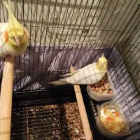 جفت عروس هلندی