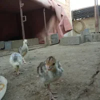 جوجه بوقلمون و جوجه غاز و بوقلمون|حیوانات مزرعه|جویبار, |دیوار