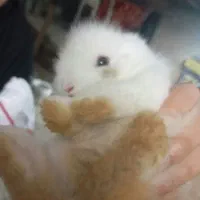 خرگوش