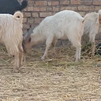 دو عدد چبش|حیوانات مزرعه|خوسف, |دیوار