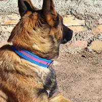 سگ مالینویز|سگ|تهران, منیریه|دیوار