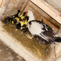 جوجه اردک اسرائیلی