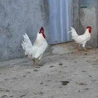 سالم خروس|حیوانات مزرعه|سیلاخور, |دیوار