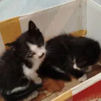 واکذاری فوری دو عدد بچه گربه