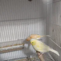 2 عدد قناری ماده  معاوضه با نر همرنگ خودشون|پرنده|بیرجند, |دیوار