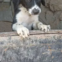 سگ ماده