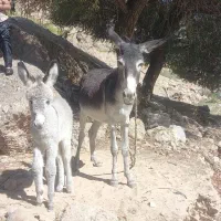 الاغ ماده با کره نر